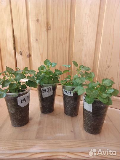 Кампанула (махровая невеста)