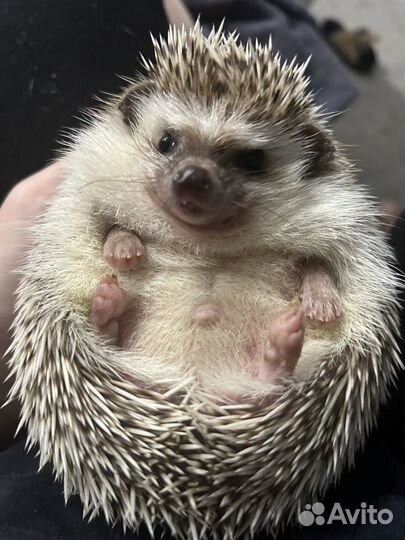 Африканский еж (вязка) - ищу даму сердца