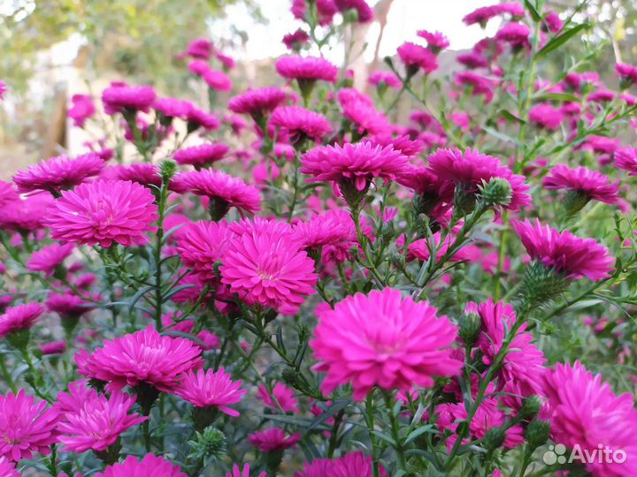 Астра альпийская и хризантемы