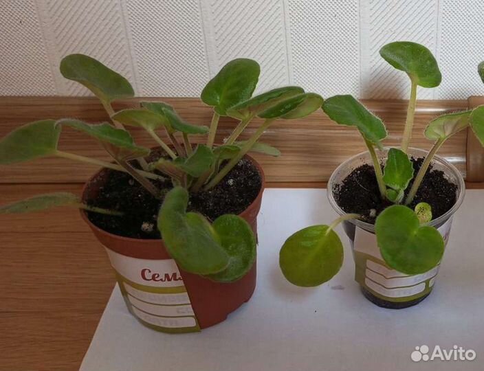 На обмен фиалки