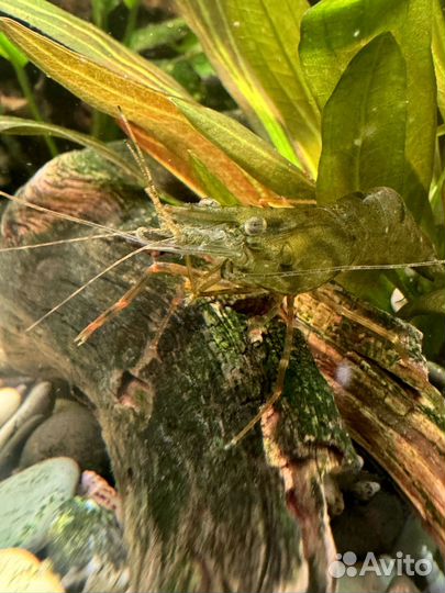 Креветка кольцерукая