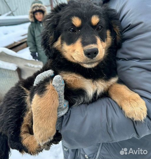 Маленькая собака