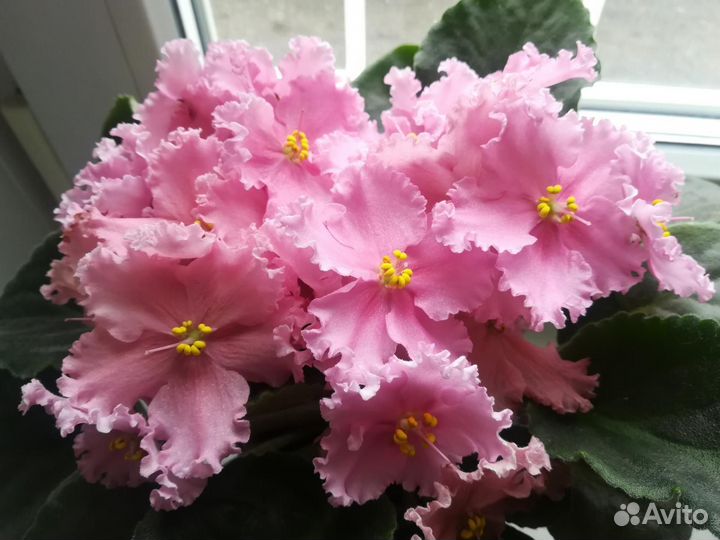 Продам сортовые фиалки