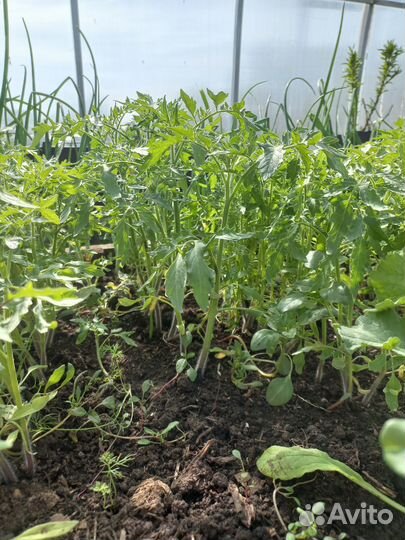 Рассада помидор
