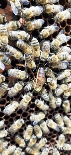 Пчеломатки