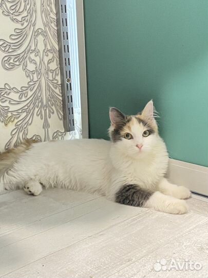 Нашли маленькую кошечку ищем дом