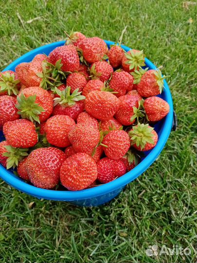 Укорененные кусты виктории