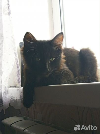 Черный пушистый котенок