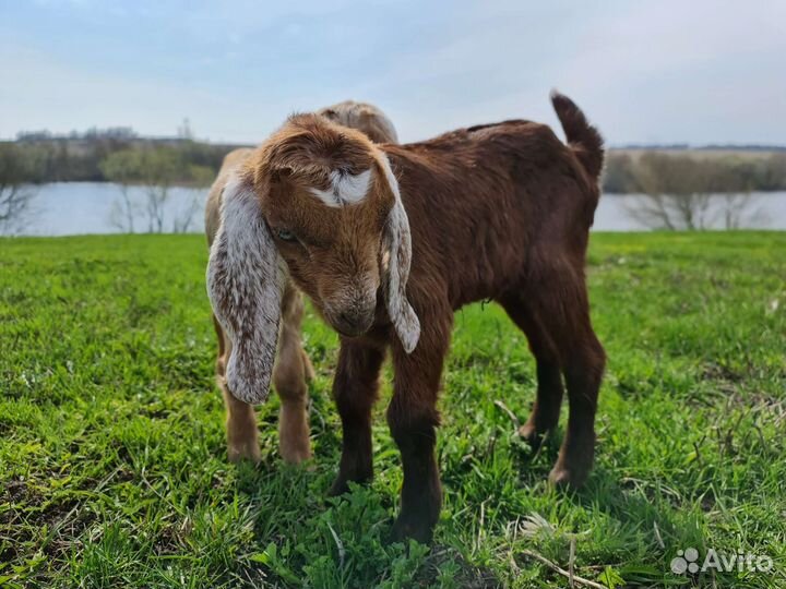 Продам козлят