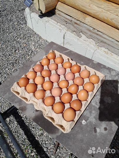 Домашние куриные яйца