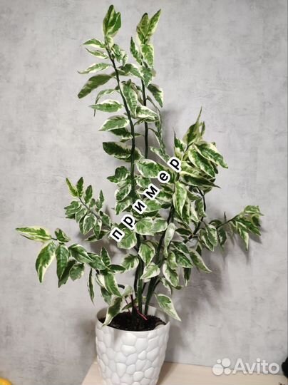 Педилантус