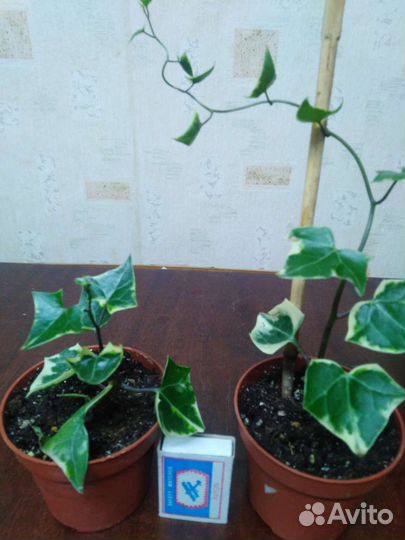 Крестовник Крупноязычковый