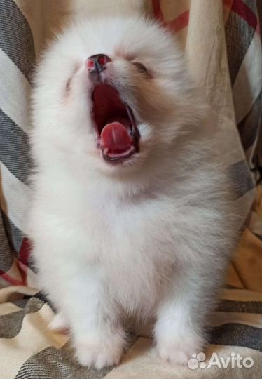 Померанский шпиц