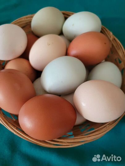 Молоко нубийских коз. Яйцо домашнее. Мясо бройлера