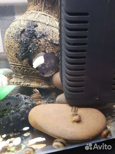 Улитки аквариумные