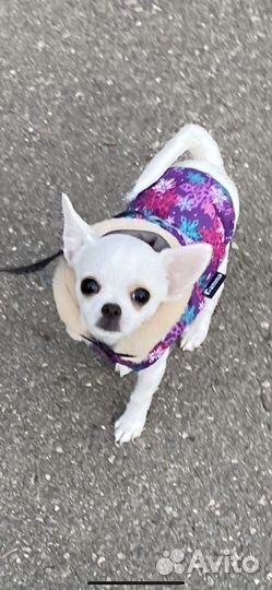 Одежда жилетка для маленькой собачки