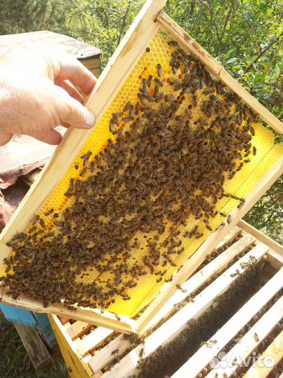 Пчелы-пчелопакеты