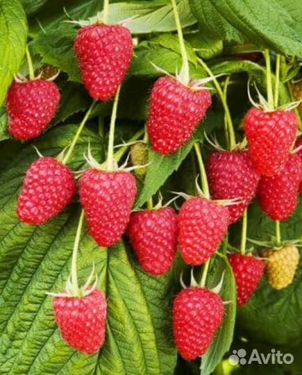 Саженцы ремонтантной малины