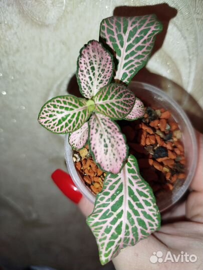 Крестовник и грунт