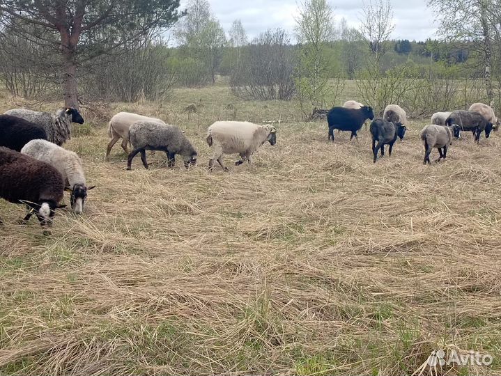 Овцы и бараны романовский порода