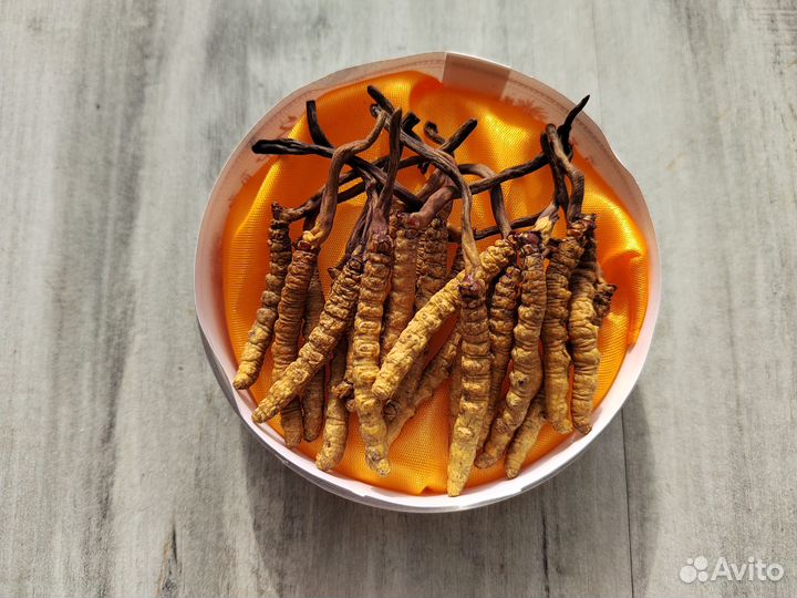 Кордицепс Синенсис