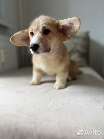 Щенки вельш-корги пемброк