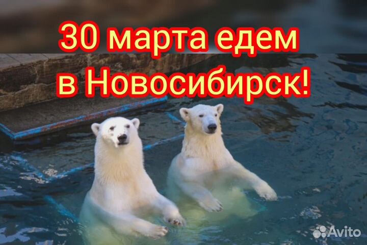 30 марта едем в Новосибирск