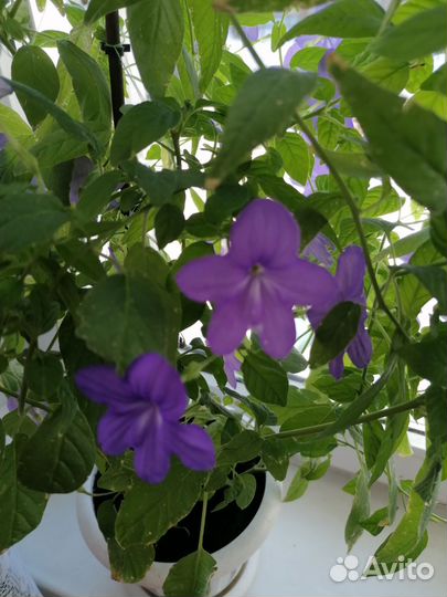 Броваллия, цветок комнатный