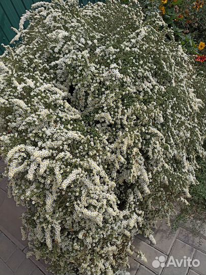 Вересковая астра