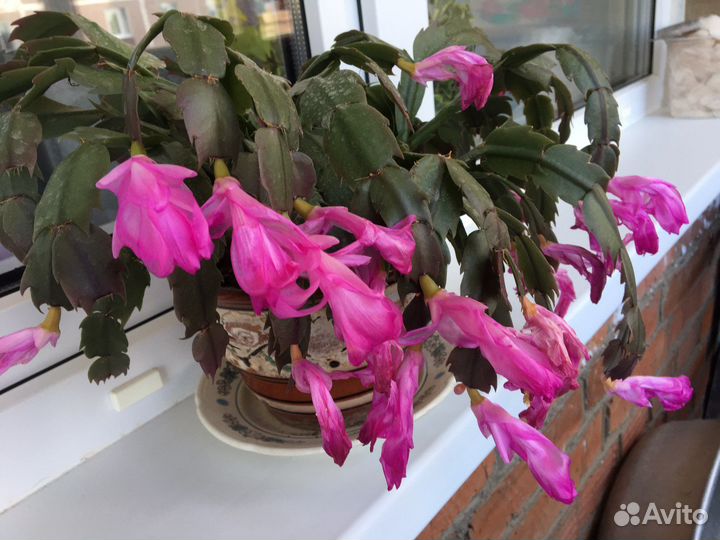 Декабрист шлюмбергера