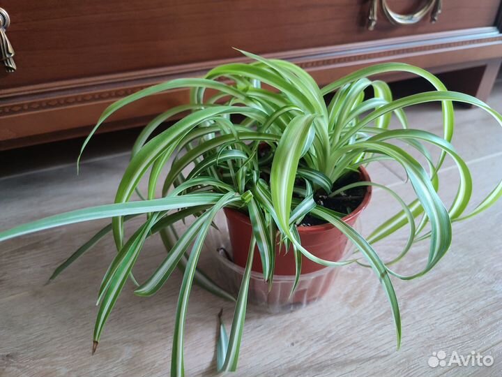 Хлорофитум Бонни кудрявый полосатый