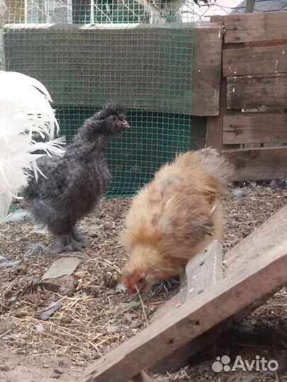 Цыплята китайской шелковой