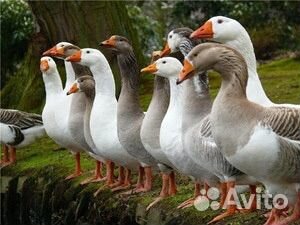 Приемка пуха пера подушки перины рога