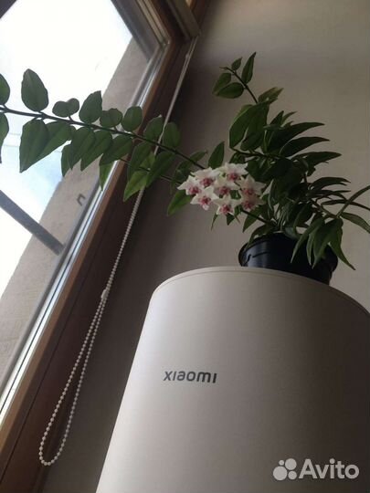 Колумнея, рипсалис, хоя, фикус Бенджамина