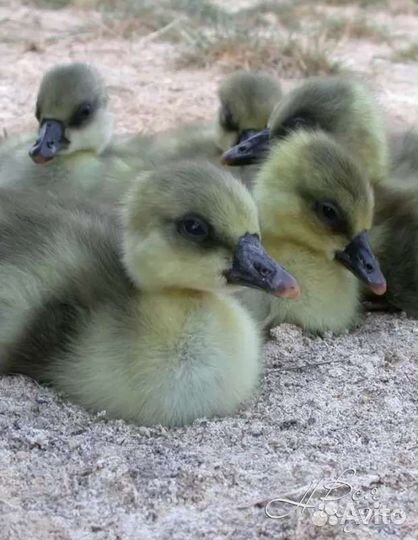 Гусята суточные