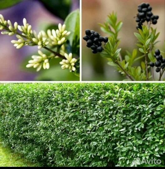 Саженцы бирючины