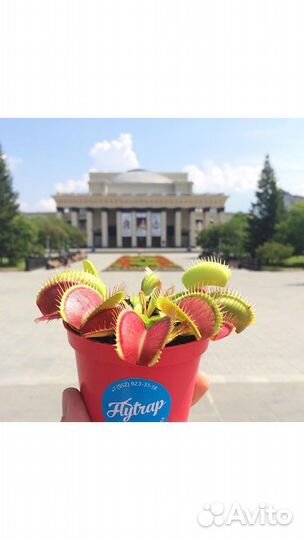 Венерина мухоловка дионея