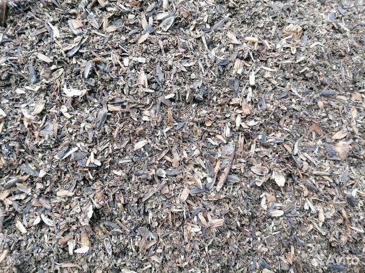 Сор семян подсолнечника