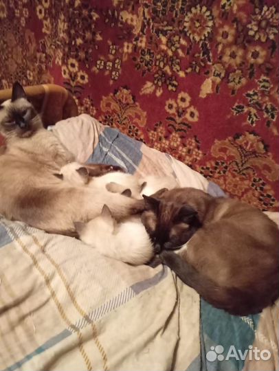 Сиамские котята