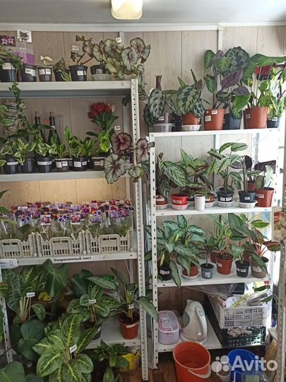 Фиалки. Стрептокарпусы.Комнатные цветы.Ахименесы