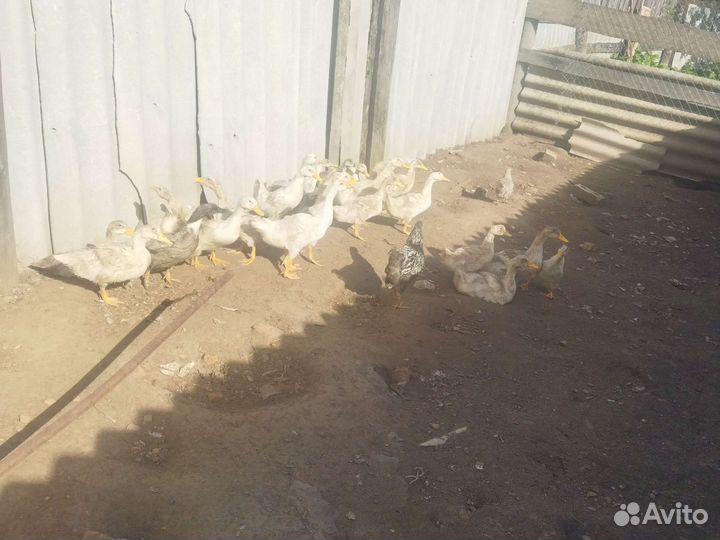 Куры,утки,перепела,кролики