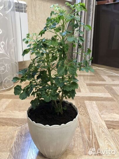 Комнатные цветы шефлера