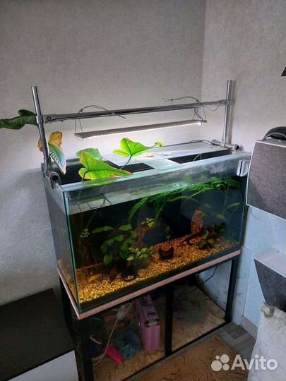 Аквариум