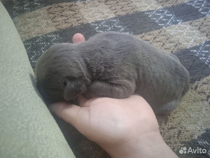 Собаки щенки Кане корсо