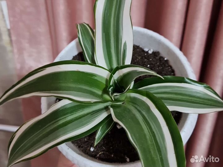 Драцена фрагранс Вайт Джевел