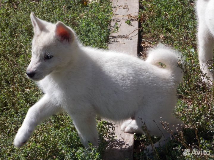 Собаки щенки лайки