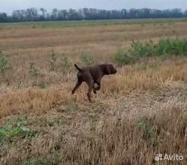 Щенки курцхара