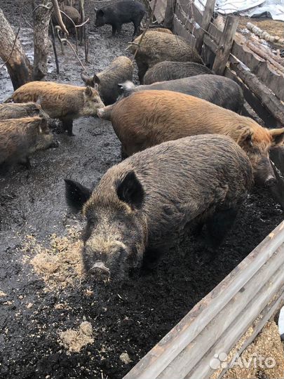 Кабан На племя