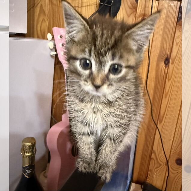 Котёнок в добрые руки