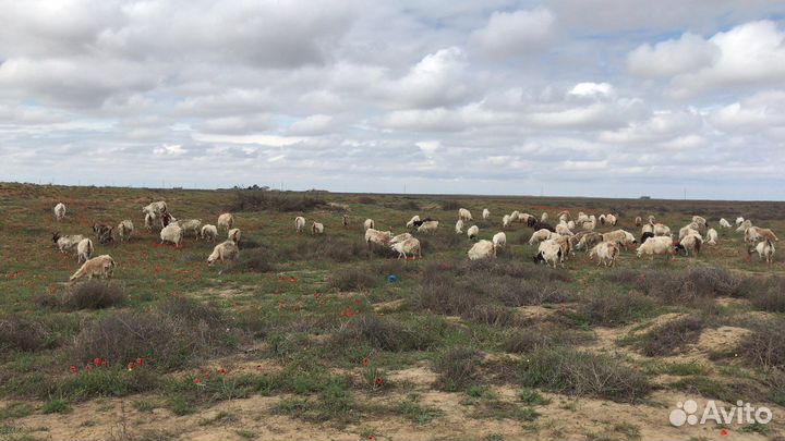 Коза с козлятами